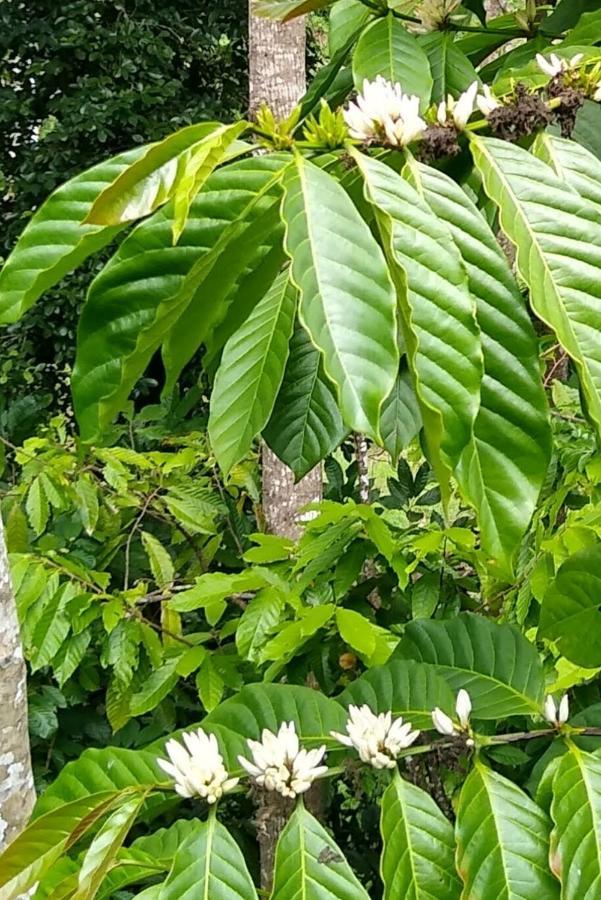 The Pepper Cottage Gomagoda المظهر الخارجي الصورة