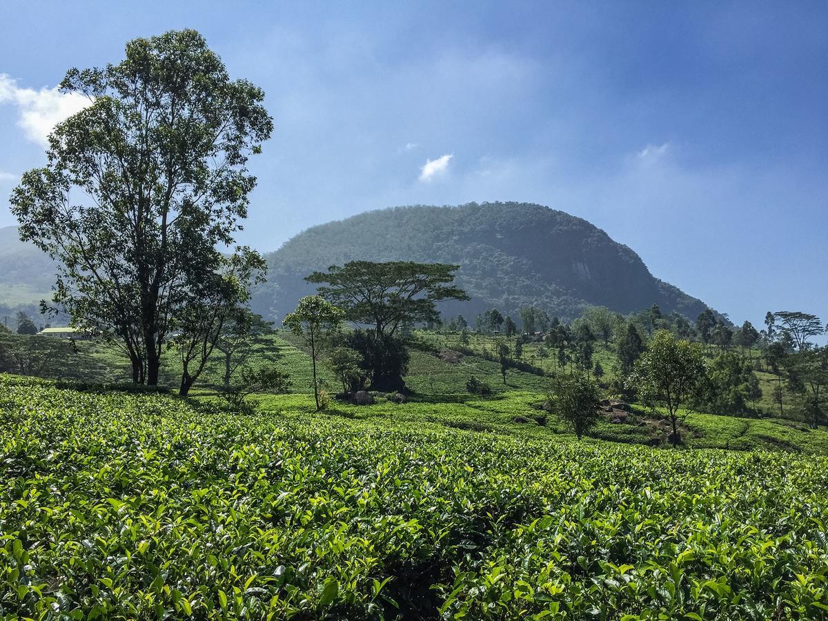 The Pepper Cottage Gomagoda المظهر الخارجي الصورة
